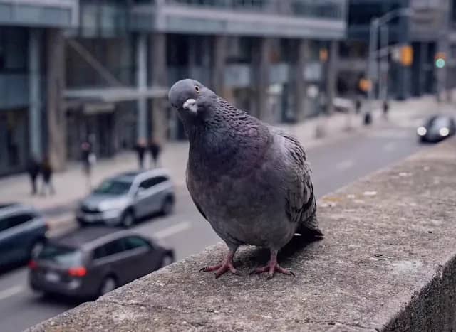 - Seedance Pro – Multi-Shot Video Generator